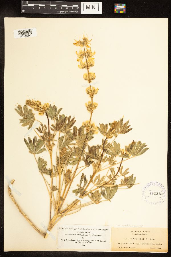 Lupinus densiflorus var. aureus image