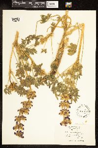 Lupinus densiflorus var. palustris image