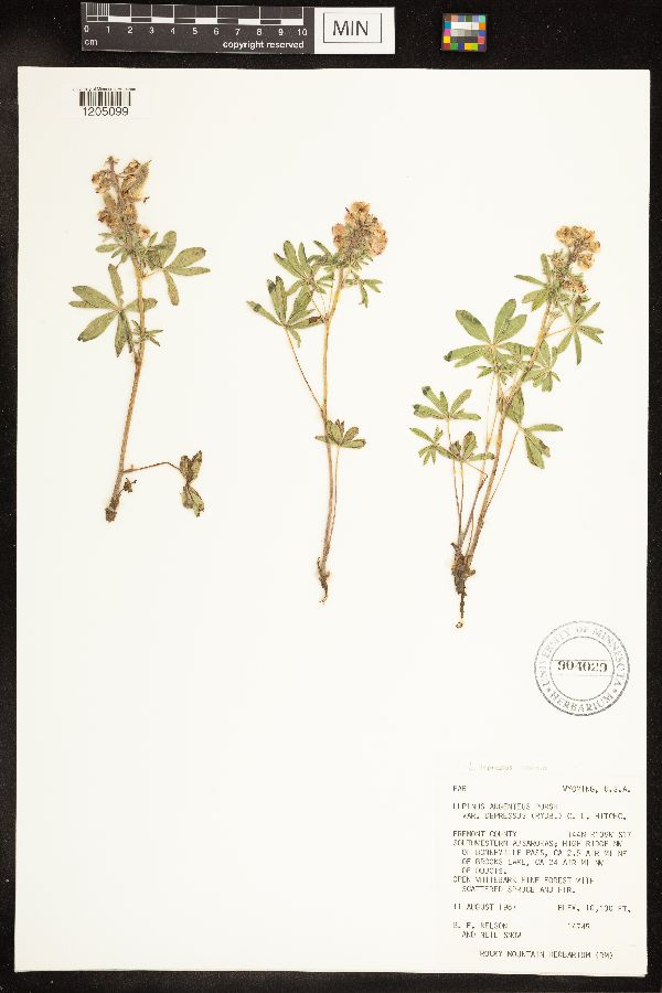 Lupinus depressus image