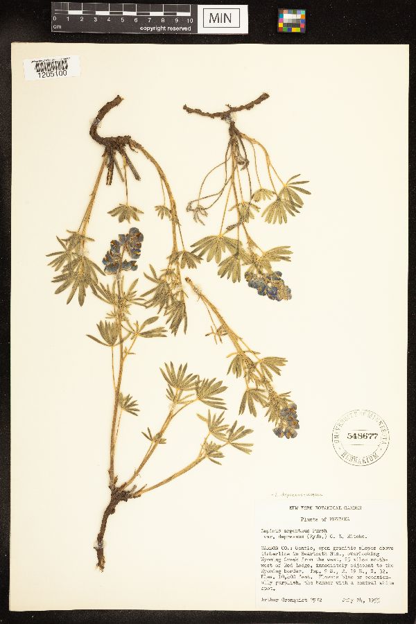 Lupinus depressus image