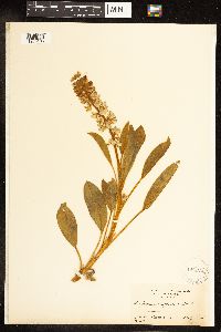 Lupinus diffusus image