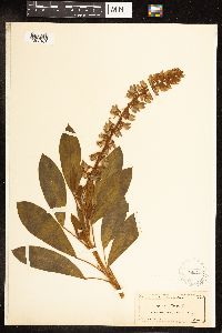 Lupinus diffusus image