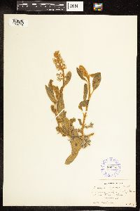 Lupinus diffusus image