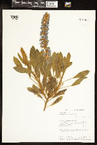 Lupinus diffusus image