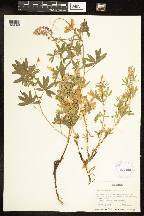 Lupinus evermannii image