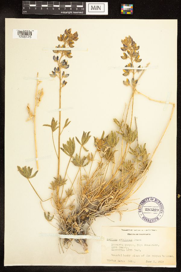 Lupinus excubitus image