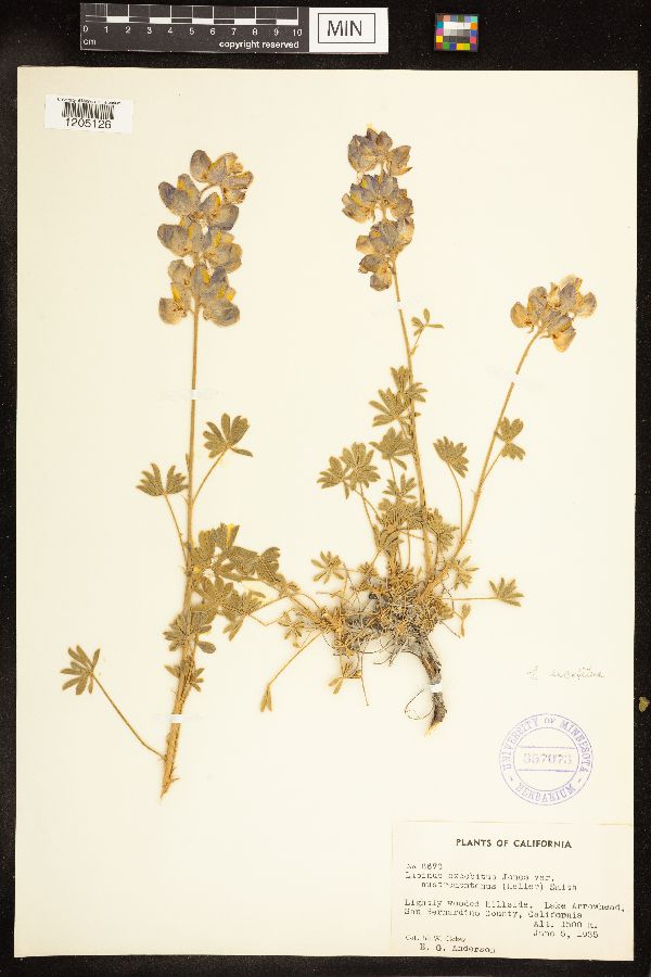 Lupinus excubitus var. austromontanus image