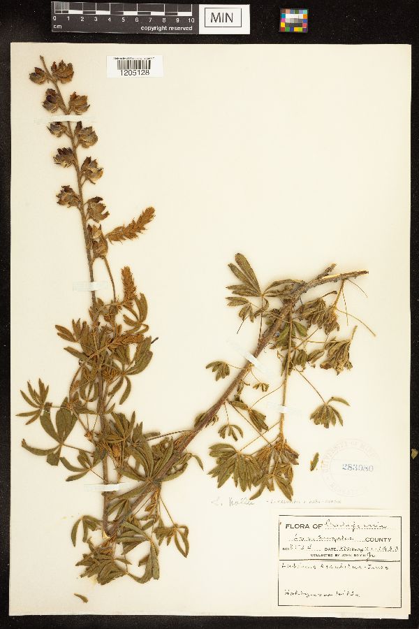 Lupinus excubitus var. hallii image