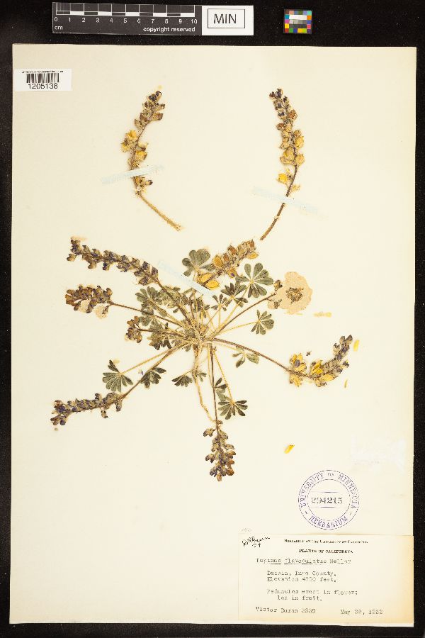 Lupinus flavoculatus image