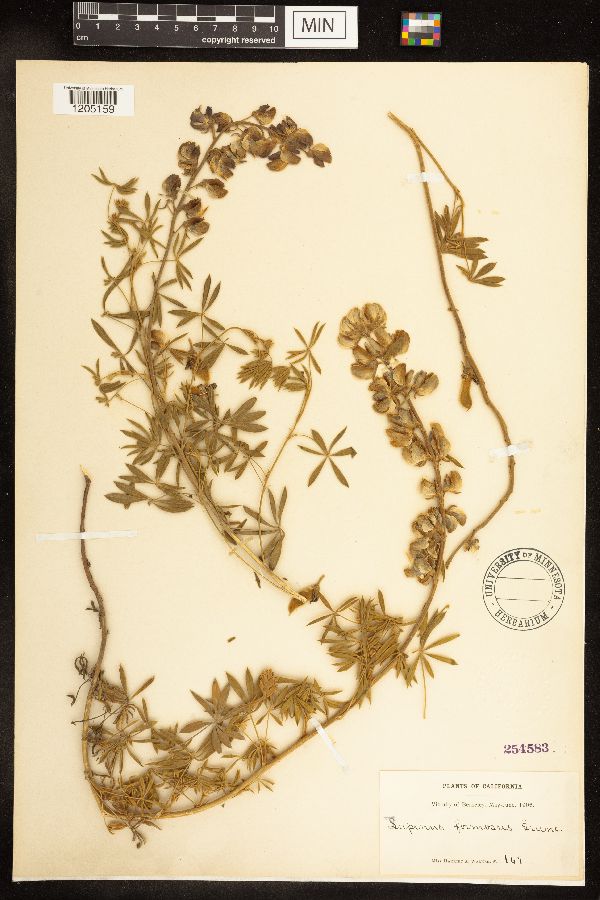 Lupinus formosus image