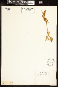 Lupinus formosus image