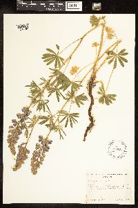 Lupinus formosus image