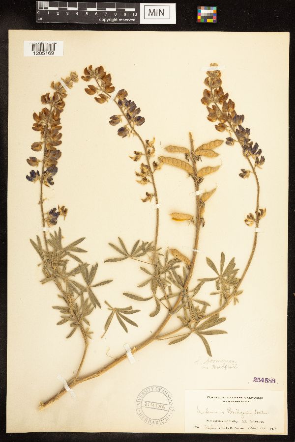 Lupinus formosus var. robustus image
