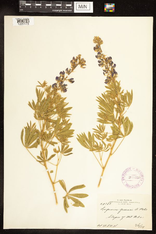 Lupinus formosus image