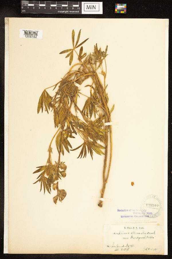 Lupinus formosus image