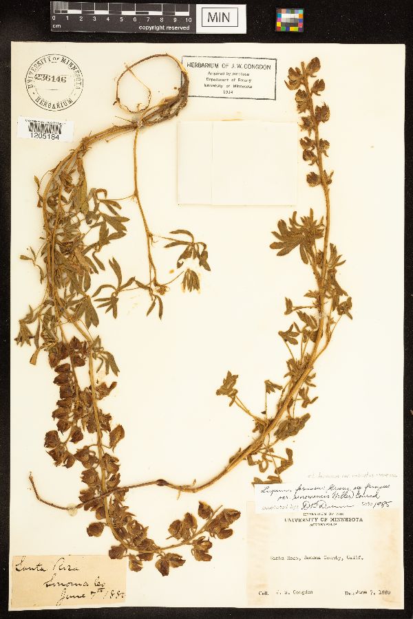 Lupinus formosus var. robustus image