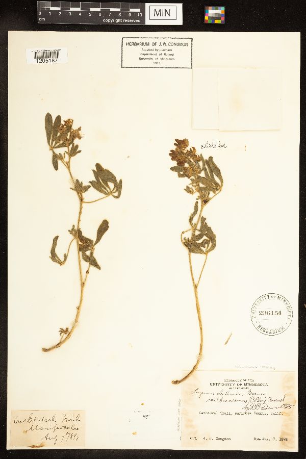 Lupinus fulcratus image