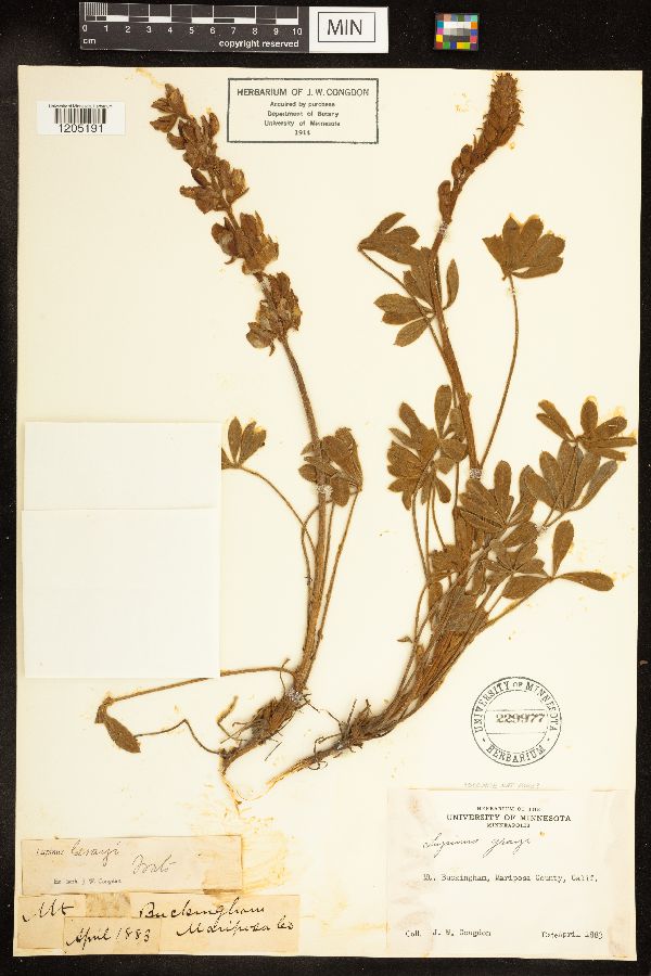 Lupinus grayi image