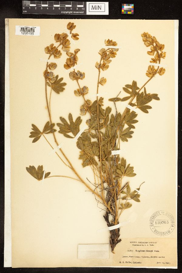 Lupinus grayi image