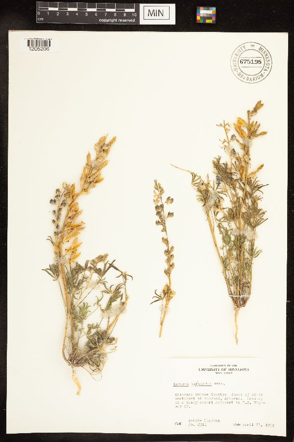 Lupinus havardii image