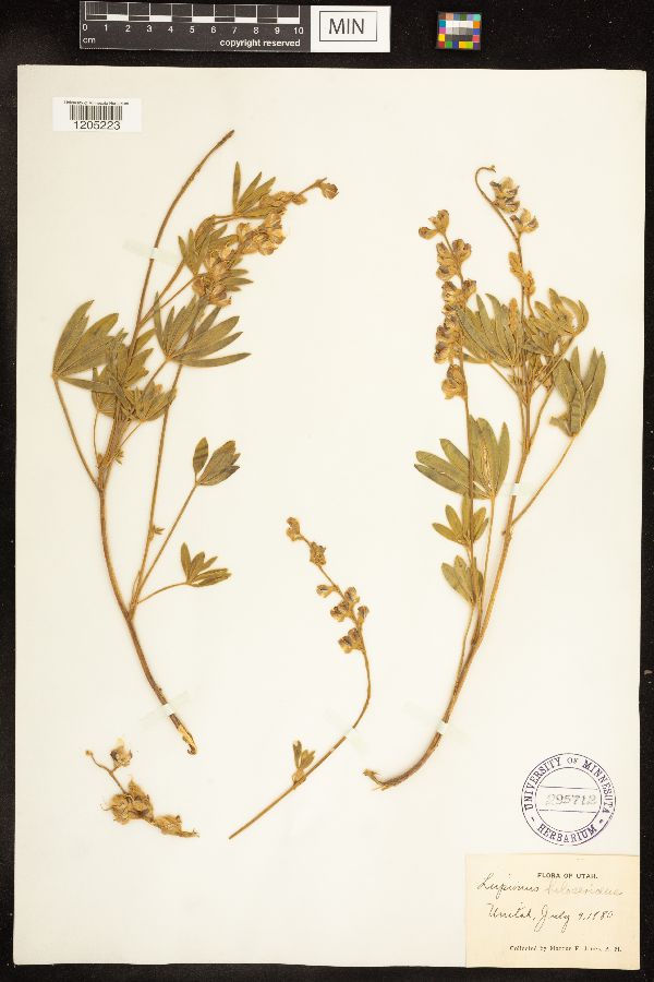 Lupinus holosericeus image