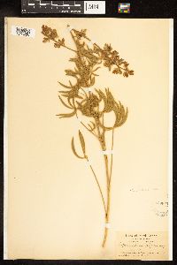 Lupinus holosericeus image