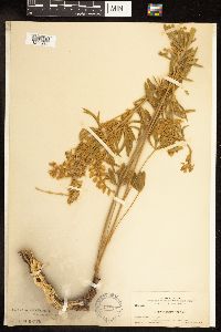Lupinus holosericeus image