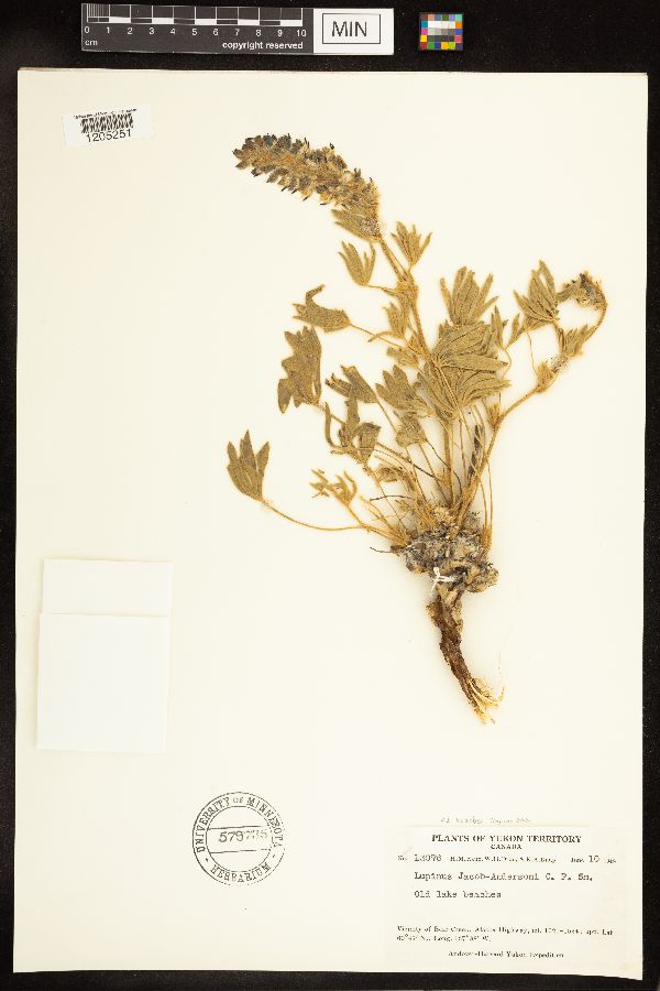 Lupinus kuschei image