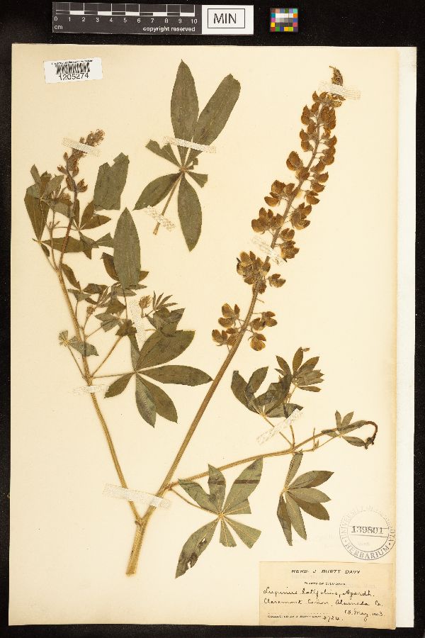 Lupinus latifolius image