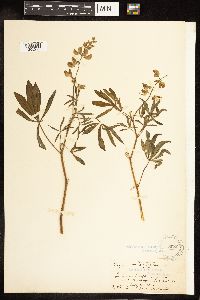 Lupinus latifolius image