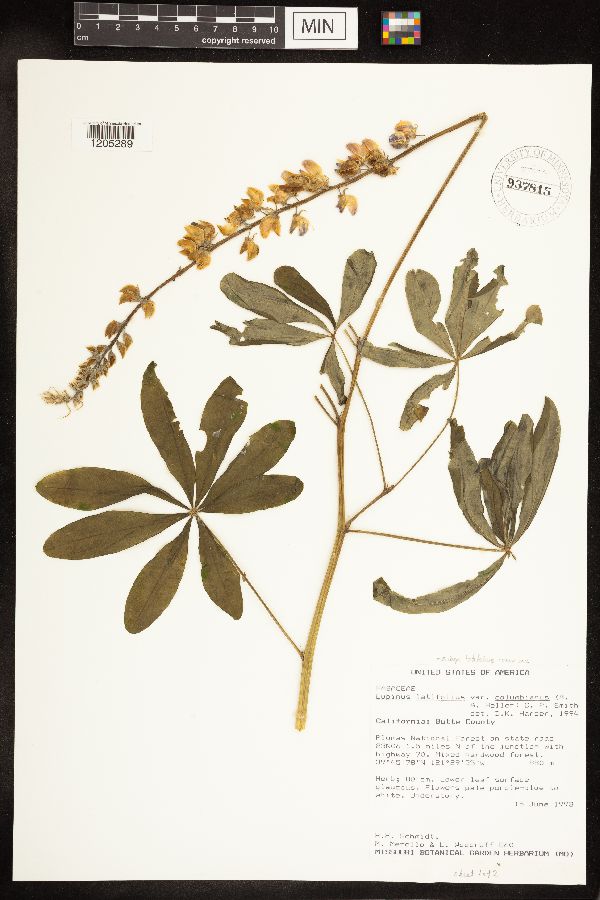 Lupinus latifolius image