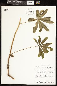 Lupinus latifolius subsp. latifolius image