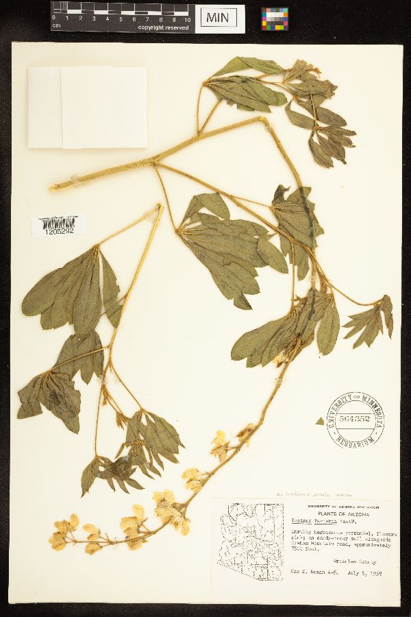 Lupinus latifolius subsp. parishii image
