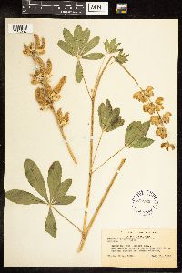 Lupinus latifolius subsp. parishii image