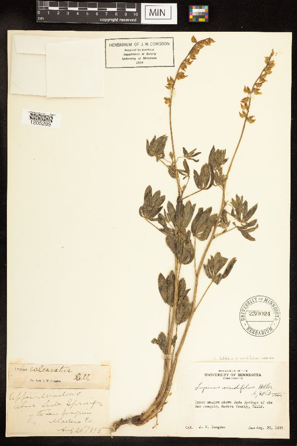 Lupinus latifolius subsp. viridifolius image