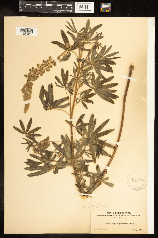 Lupinus argenteus subsp. argenteus var. laxiflorus image