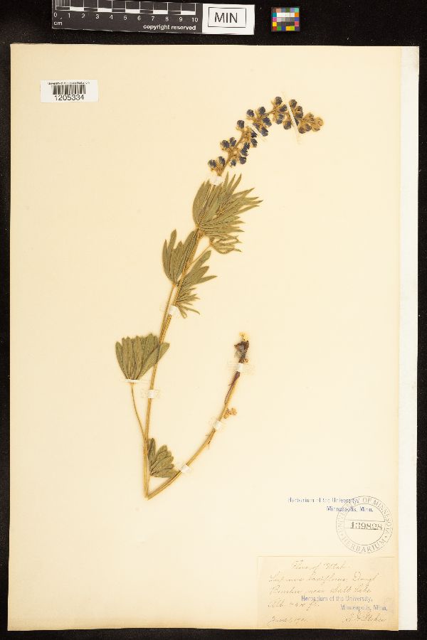 Lupinus argenteus subsp. argenteus var. laxiflorus image