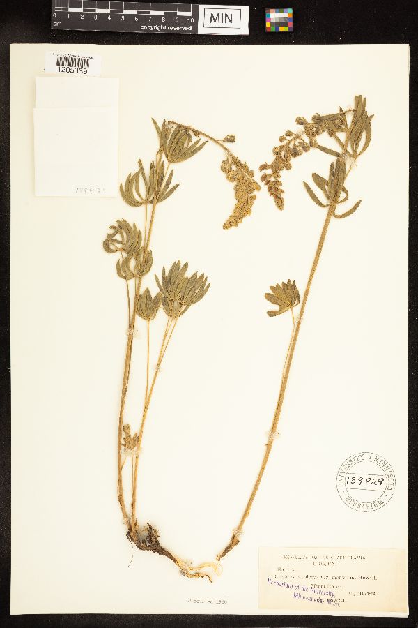 Lupinus arbustus var. montanus image