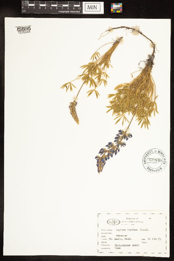 Lupinus lepidus image