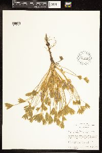 Lupinus caespitosus image