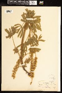 Lupinus leucophyllus image