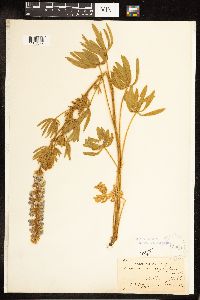 Lupinus leucophyllus image