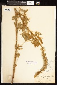 Lupinus leucophyllus image