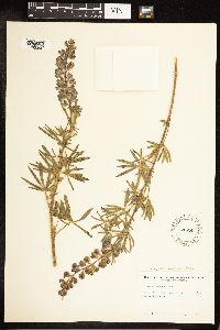 Lupinus leucophyllus subsp. leucophyllus image