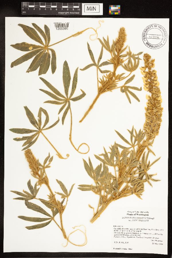 Lupinus leucophyllus subsp. leucophyllus image
