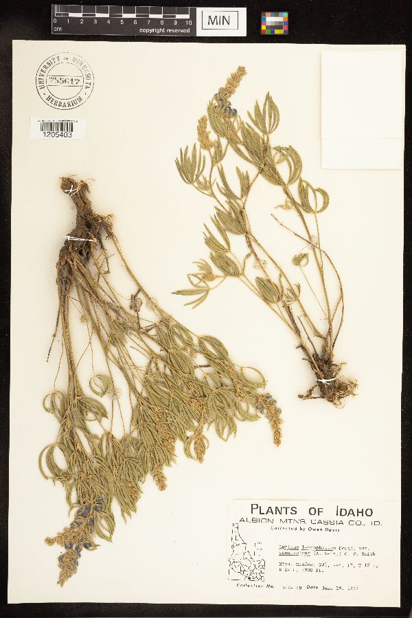 Lupinus leucophyllus subsp. erectus image