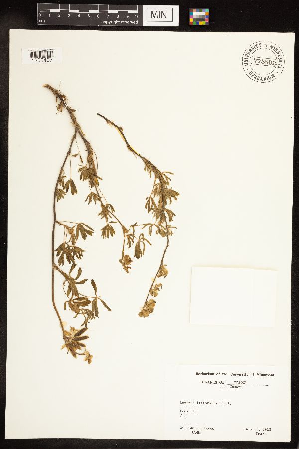 Lupinus littoralis image