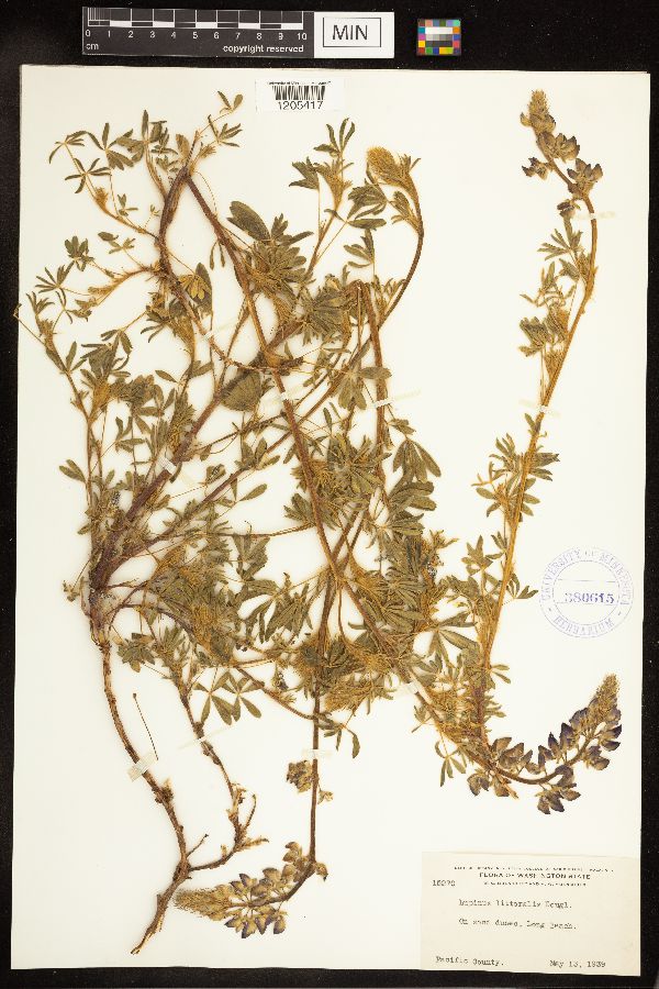 Lupinus littoralis image