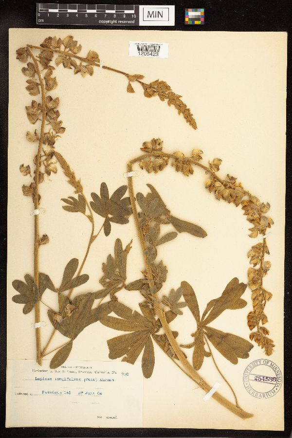 Lupinus longifolius image