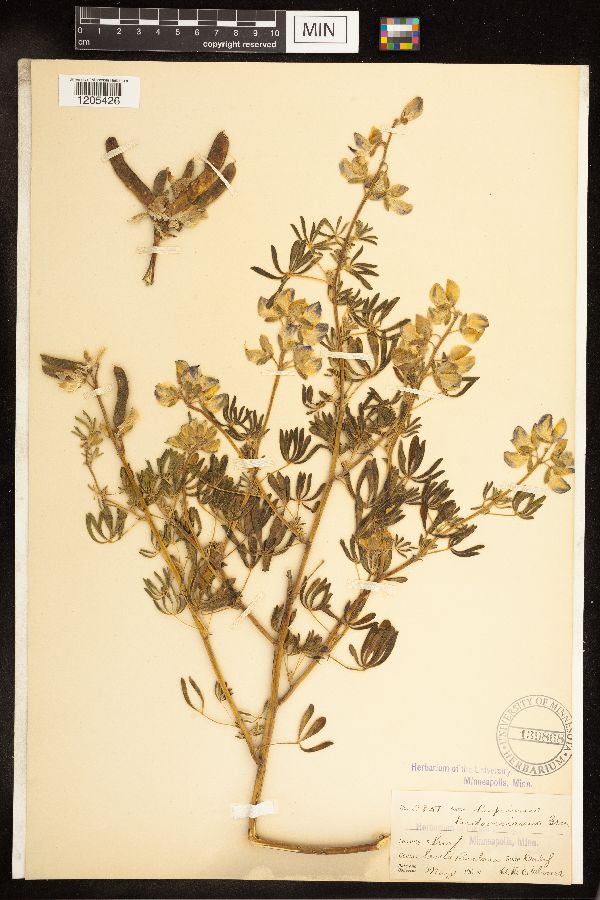 Lupinus ludovicianus image